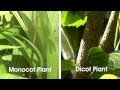 Monocots and Dicots Characteristics