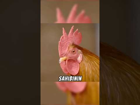 Sahip ve hayvanlar Pazar gününü birlikte kutladı