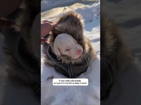 Man found a little puppy in the snow #animalrescue #kitten #cat #puppy