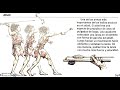 Understanding the Atlat: A Tool of the Archaic Indians