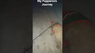 Fusion Gaming 2 Shorts: My Pupperoo's Journey