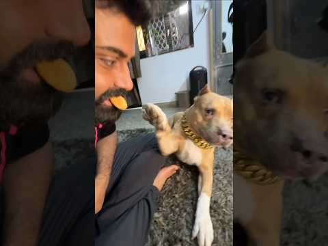 feeding Bully from mouth 😰  #amanandbully #pitbulldog #americanbully #prank