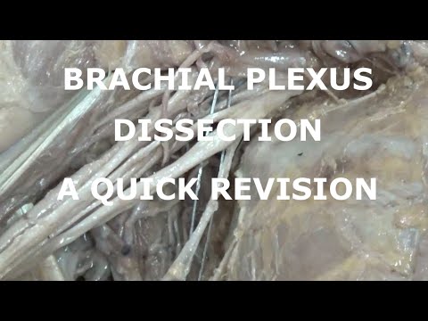 BRACHIAL PLEXUS DISSECTION - A QUICK REVISION