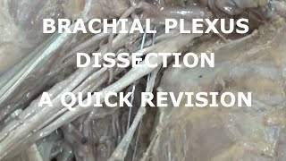 BRACHIAL PLEXUS DISSECTION - A QUICK REVISION