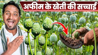 अफीम की खेती कैसे करें?😳लाइसेंस, नियम और PROFIT 🤩🤑 Opium Farming in India | Indian Farmer