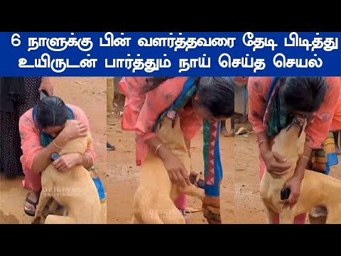 wayanad பார்த்த அதிர்ச்சியில் பேசிய நாய் வைரலாகும் வீடியோ வயநாடு நிலச்சரிவு  நாய் செய்த செயல்