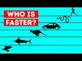 James' Speed and Animal Comparisons