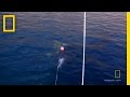 Shark Behavior and Chase Boat Operations