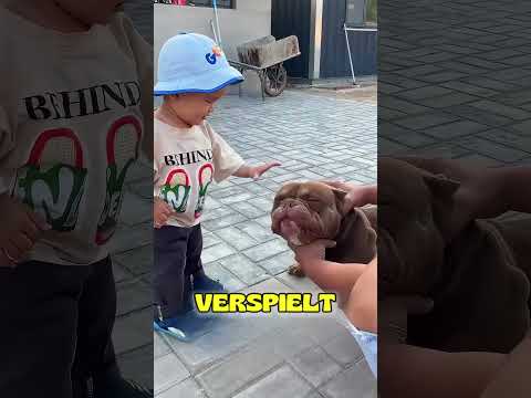 Die Entscheidung, die ihr Leben veränderte 🐕 #shorts