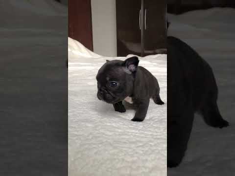 Guta, the cutest puppy ❤️ #shorts #cuteanimals #frenchbulldog
