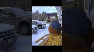 Enjoying our @birdfy_by_netvue feeder so much! We now have 7 types of birds visiting regularly!