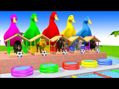 5 Giant Duck Cartoon,Cow,Elephant,Bear,Lion,Leopard, Paint Wild Animals Crossing Fountain Animation