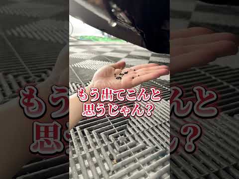 【笑撃】ランボルギーニの車体からとんでもねぇモンが大量発生#shorts