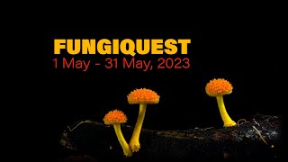 Fungi Quest 2023
