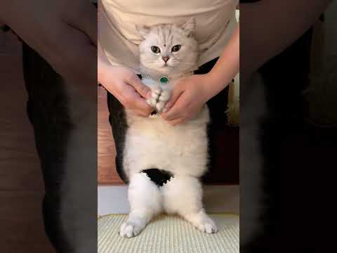 Shake out the exotic style, cat gesture dance, cat forced to open business, cat shaking, cat's c