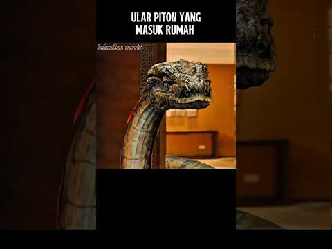 Ular piton yang masuk ke rumah