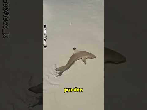 ¡No intentes atrapar tiburones bebés!