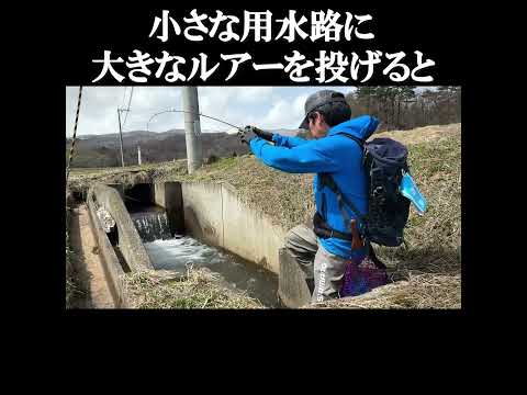 小さな用水路に大きなルアーを投げると