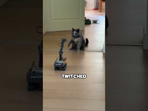 The Cat vs. The “Undead” Toy