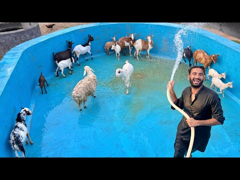 Sab Goats Ko Swimming Pool Main Nehla Dia😍 Thanda Thanda Cool Cool❤️