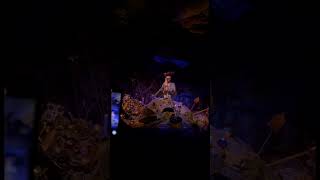 Disneyland experience #Disneyland
