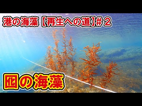 砂漠化した港の海底に海藻の森を造るまで【港の海藻再生#2】