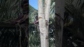 Top-tier tree-felling skills involving climbing to great heights.