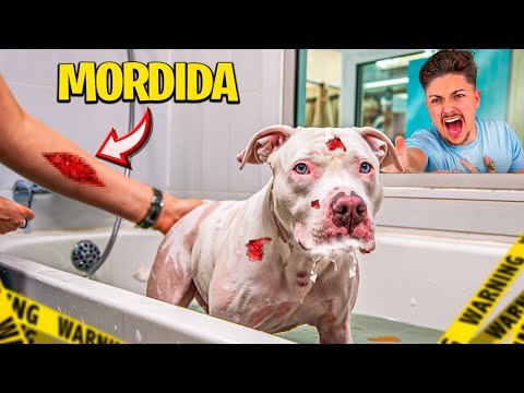 PRIMEIRO BANHO DO MEU PITBULL ALBINO e ele QUASE MORDEU TODO MUNDO!