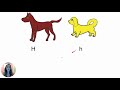 Genetic Traits and Probability