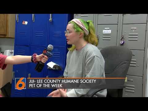 Jiji--Lee County Humane Society Pet of the Week