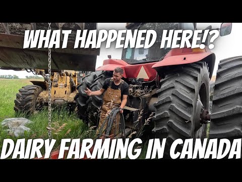 Trying To Get To The Hay Hiker!