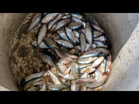 llenando la cubeta de plateadas