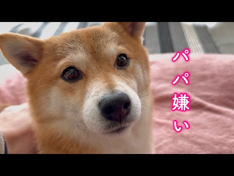 大好きなパパに本気で怒りそうになった柴犬