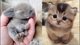 AWW Animals SOO Cute! Cute baby animals Videos Compilation cute moment of the animals #30 2025