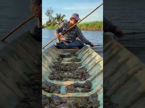 Hunting Little turtle 🐢 #trending #funnyanimal #viralvideo #funny #fyp #foryou