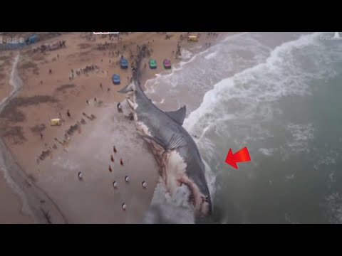 ¡NO ESTABA EXTINTO! | 30 Animales Extintos Capturados Vivos En Cámaras