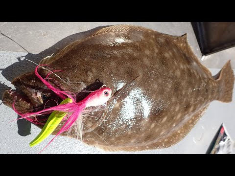 Big Summer Flounder Bite Remains Strong - Now's the Time to Get Them!