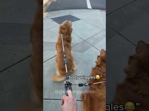 Will My Dogs Realize It’s Dog Dad that’s Passing By? #dogshorts #lovegoldens #dogreactions