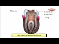 Understanding Teeth and Digestion