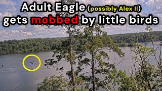 Adult Eagle (possibly Alex II) gets mobbed by little birds. 6/28/25 - KNF