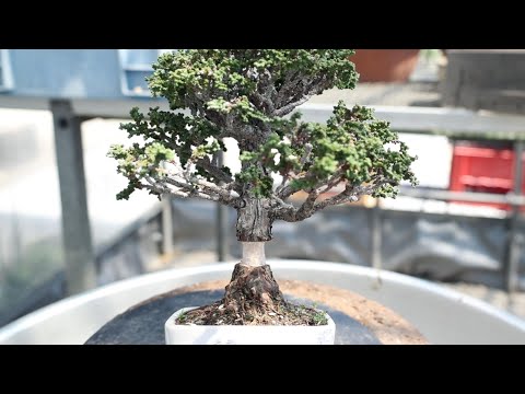 取り木石化檜の４年間 　【盆栽】