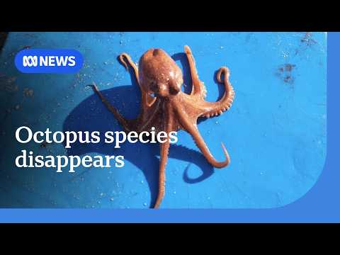 YouTube video thumbnail: Pale Octopus Species Disappears From SA's Spencer Gulf 
