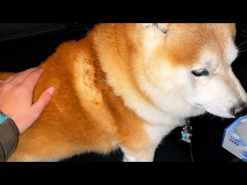 らんまるがまた同じ放し飼いの大型犬に噛まれてしまいました。警察署と保健所に相談することにしました。