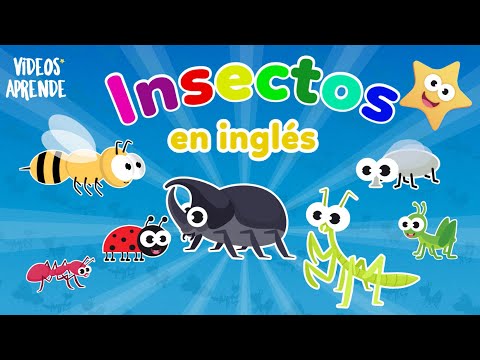 Insectos en inglés - Videos Aprende 🐝🐜🪲🐞🦗🦟🪰