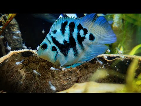 I kept Polar Parrot fish in a Tank until it gave Birth