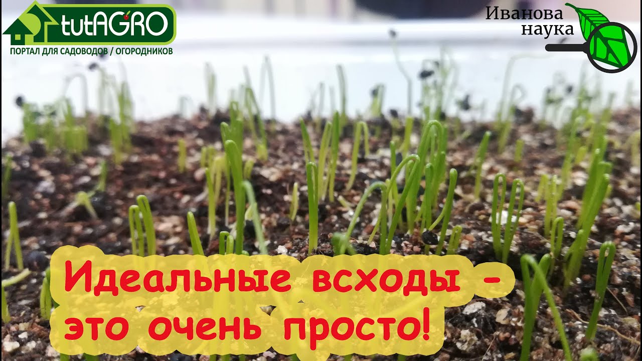 Идеальная присыпка. Для семян! С этой присыпкой не будет мух, грибков и черной ножки! Всходы класс