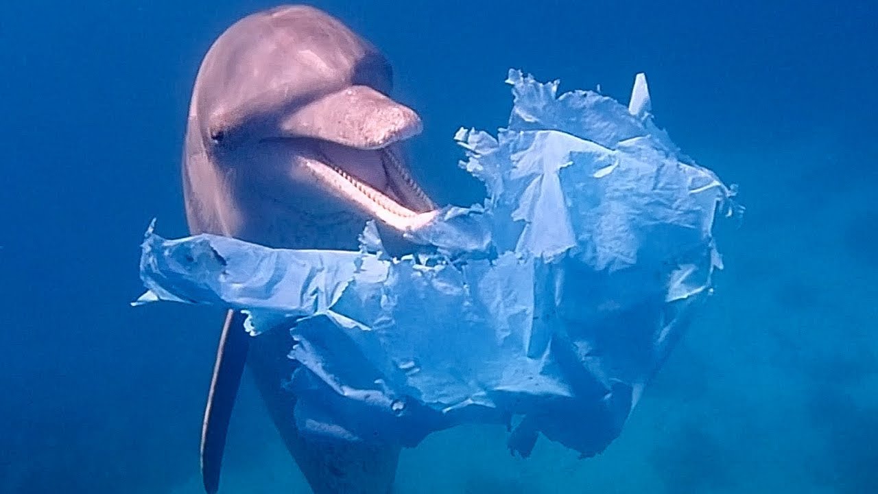 Dolphins Playing with Plastic Bags Blue Planet Live BBC Earth