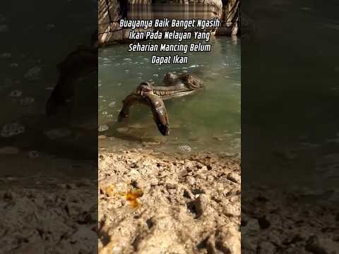 Ketemu buaya baik ngasih ikan ke nelayan