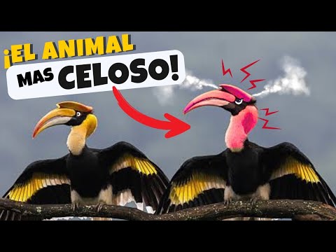 DESCUBRE AL "AVE MAS CELOSA" DEL MUNDO ¡CELOS EXTREMOS!