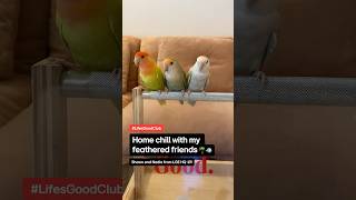 Home chill with my feathered friends🌴🐦